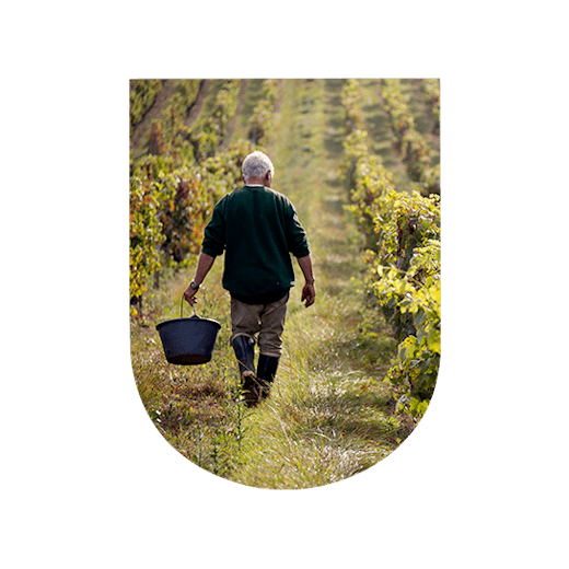 Winegrower in the vineyards of Burgundy